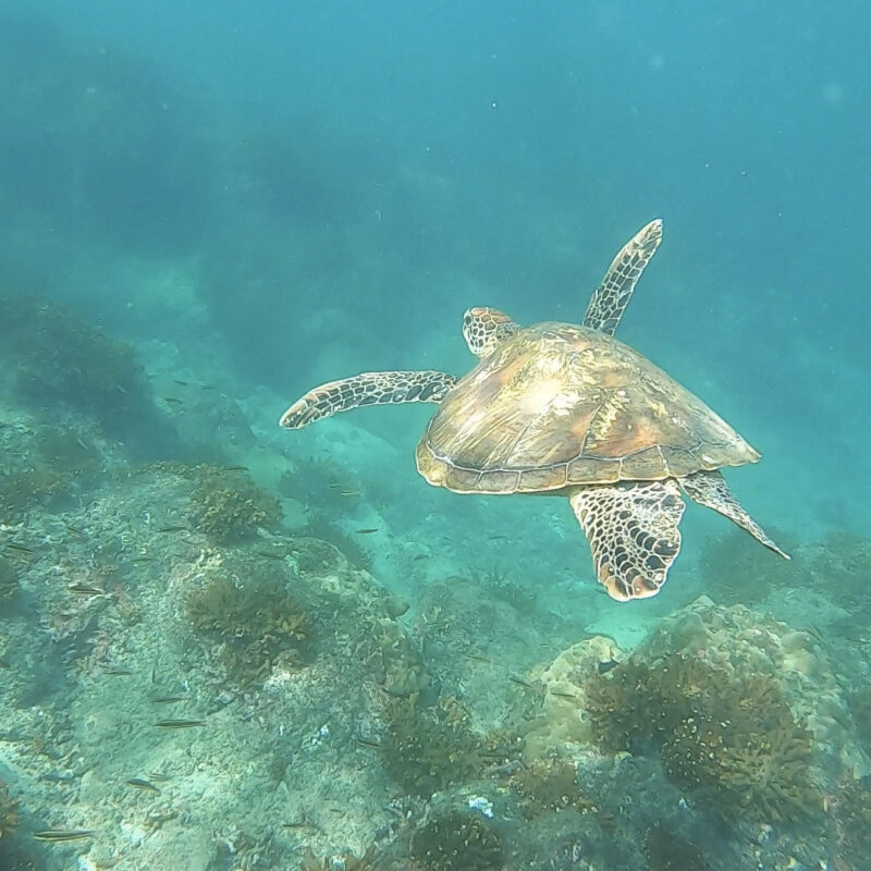 DESDE DRAKE BUCEO EN LA ISLA DEL CAÑO