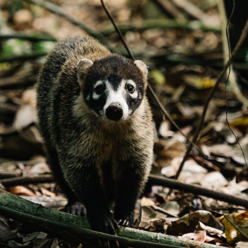 DESDE DRAKE PARQUE NACIONAL CORCOVADO ESTACION SAN PEDRILLO