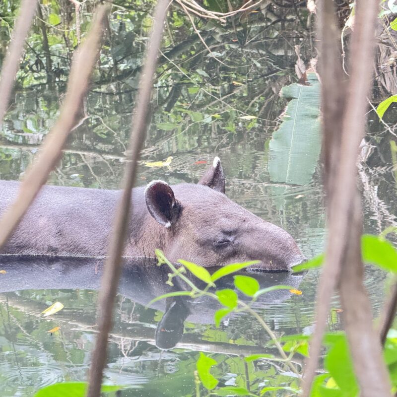 DESDE DRAKE UNA NOCHE EN CORCOVADO ESTACIÓN SIRENA