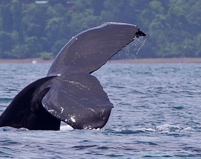 DESDE UVITA TOUR DE DELFINES Y BALLENAS EL COMBO TOUR